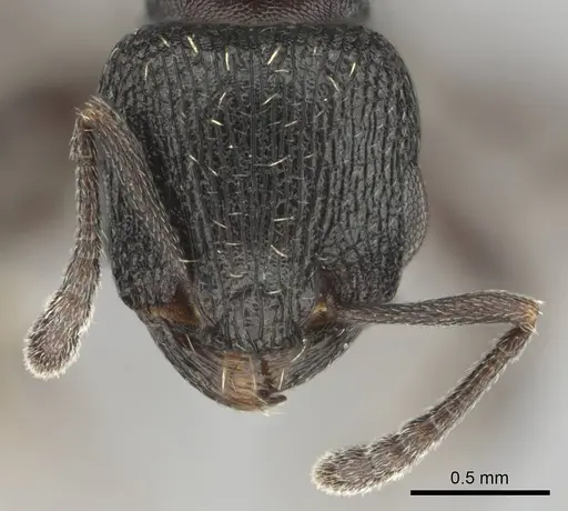 Tetramorium oculatum specimen CASENT0253112 image casent0253112_3