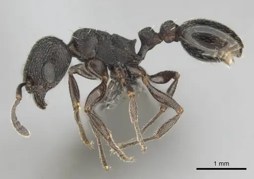 Tetramorium oculatum specimen CASENT0253112 image casent0253112_4
