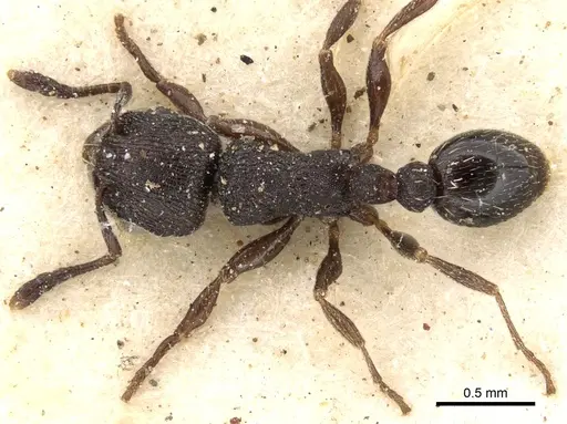 Tetramorium oculatum specimen CASENT0280866 image casent0280866_1