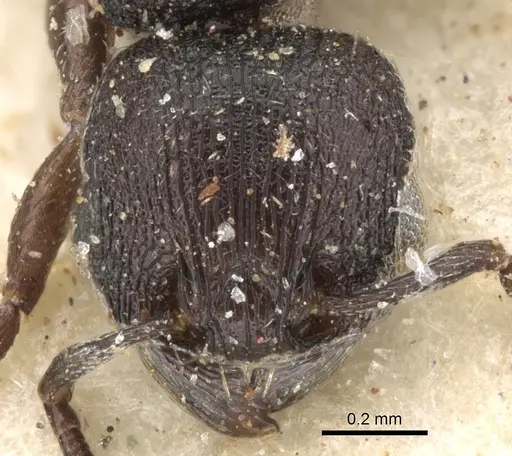 Tetramorium oculatum specimen CASENT0280866 image casent0280866_2