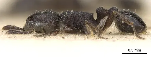 Tetramorium oculatum specimen CASENT0280866 image casent0280866_3