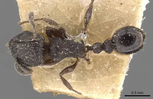 Tetramorium oculatum specimen CASENT0909142 image casent0909142_1