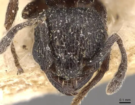 Tetramorium oculatum specimen CASENT0909142 image casent0909142_2
