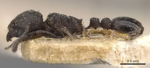 Tetramorium oculatum specimen CASENT0909142 image casent0909142_3