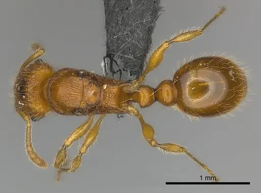 Tetramorium olana specimen CASENT0044365 image casent0044365_1