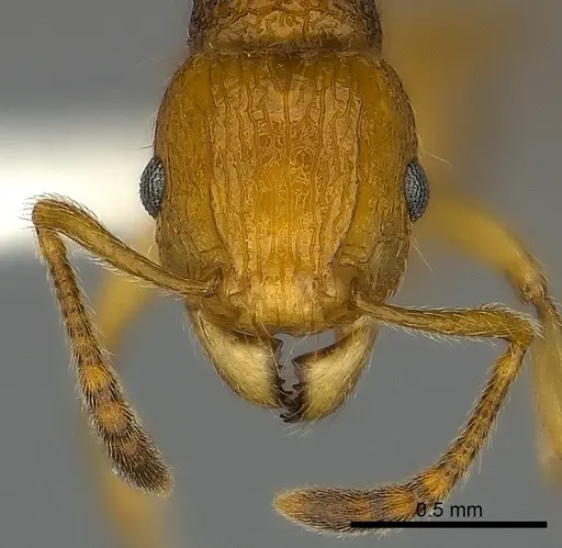 Tetramorium olana specimen CASENT0044365 image casent0044365_2