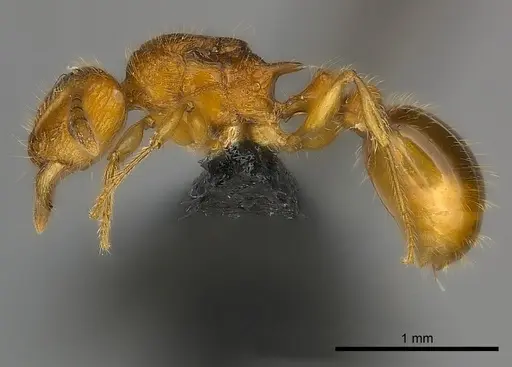 Tetramorium olana specimen CASENT0044365 image casent0044365_3