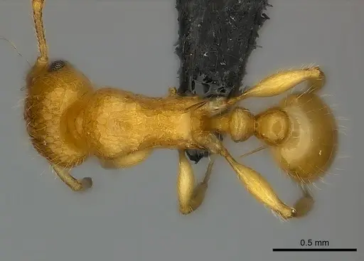 Tetramorium olana specimen CASENT0044402 image casent0044402_1