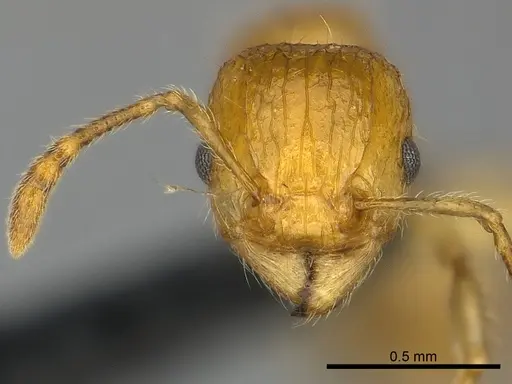 Tetramorium olana specimen CASENT0044402 image casent0044402_2