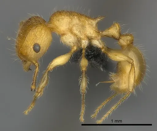 Tetramorium olana specimen CASENT0044402 image casent0044402_3