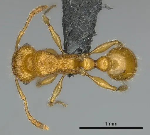 Tetramorium olana specimen CASENT0044484 image casent0044484_1