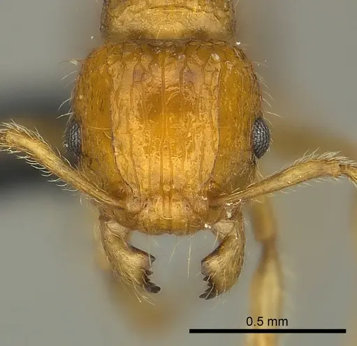 Tetramorium olana specimen CASENT0044484 image casent0044484_2