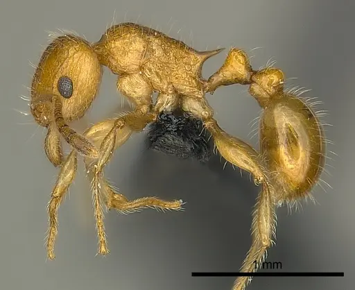 Tetramorium olana specimen CASENT0044484 image casent0044484_3