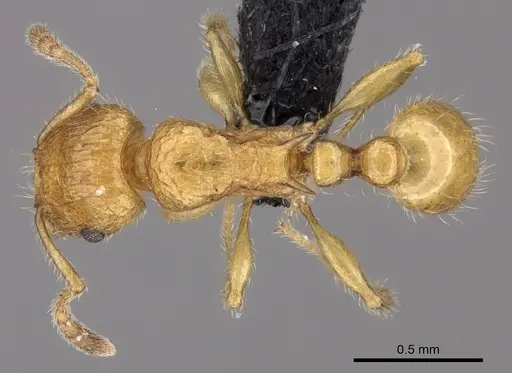 Tetramorium olana specimen CASENT0044485 image casent0044485_1