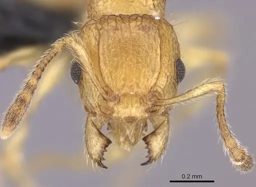 Tetramorium olana specimen CASENT0044485 image casent0044485_2