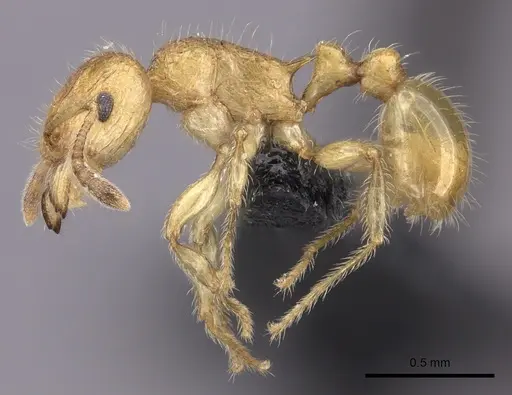 Tetramorium olana specimen CASENT0044485 image casent0044485_3