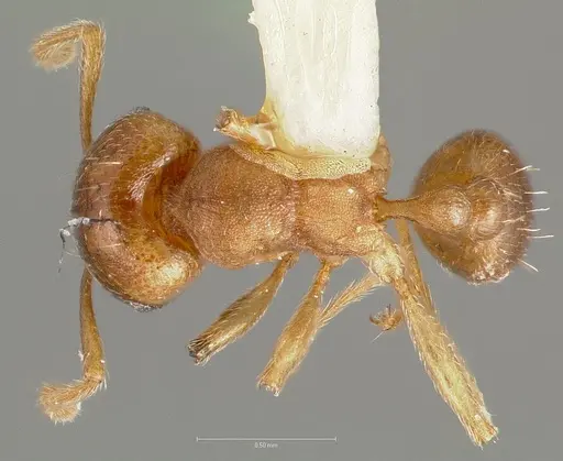 Tetramorium opacum specimen CASENT0005920 image casent0005920_1