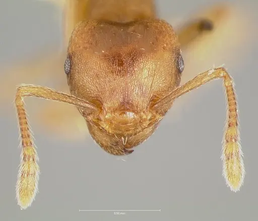Tetramorium opacum specimen CASENT0005920 image casent0005920_2