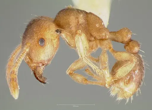 Tetramorium opacum specimen CASENT0005920 image casent0005920_3