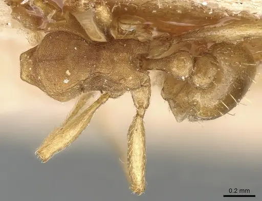 Tetramorium opacum specimen CASENT0281189 image casent0281189_1