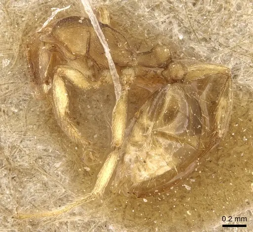 Tetramorium opacum specimen CASENT0281189 image casent0281189_2