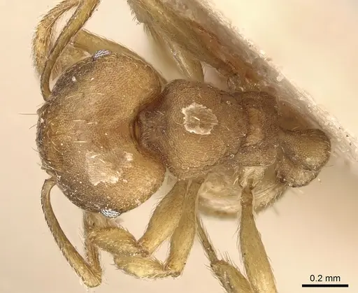 Tetramorium opacum specimen CASENT0281190 image casent0281190_1