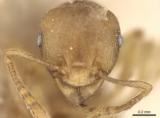 Tetramorium opacum specimen CASENT0281190 image casent0281190_2