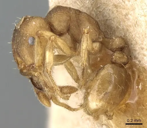 Tetramorium opacum specimen CASENT0281190 image casent0281190_3