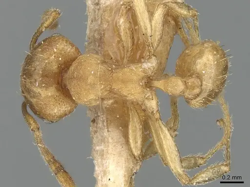 Tetramorium opacum specimen CASENT0281191 image casent0281191_1