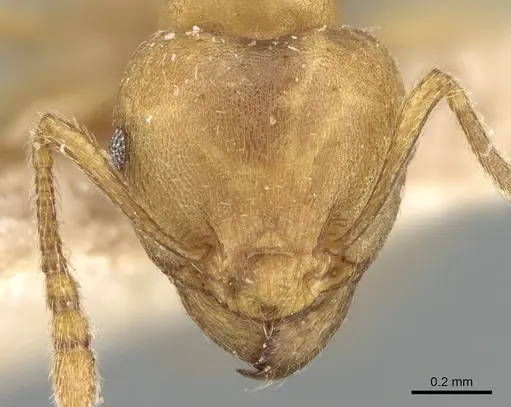 Tetramorium opacum specimen CASENT0281191 image casent0281191_2
