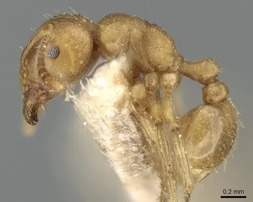 Tetramorium opacum specimen CASENT0281191 image casent0281191_3