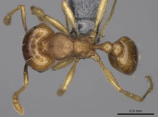Tetramorium opacum specimen CASENT0365703 image casent0365703_1