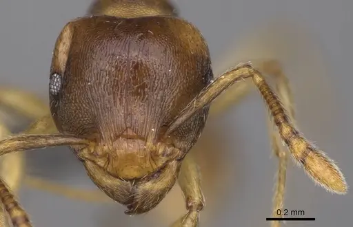 Tetramorium opacum specimen CASENT0365703 image casent0365703_2