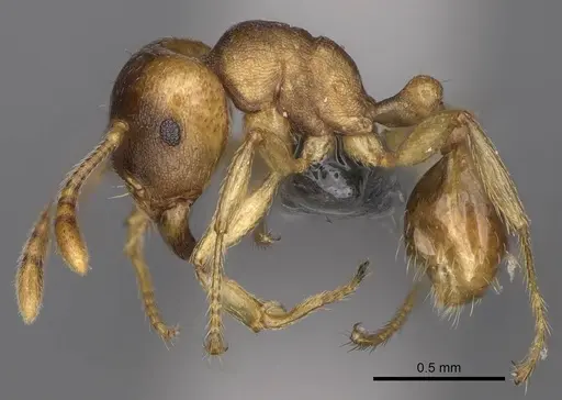 Tetramorium opacum specimen CASENT0365703 image casent0365703_3