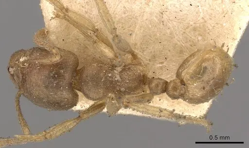 Tetramorium opacum specimen CASENT0901030 image casent0901030_1
