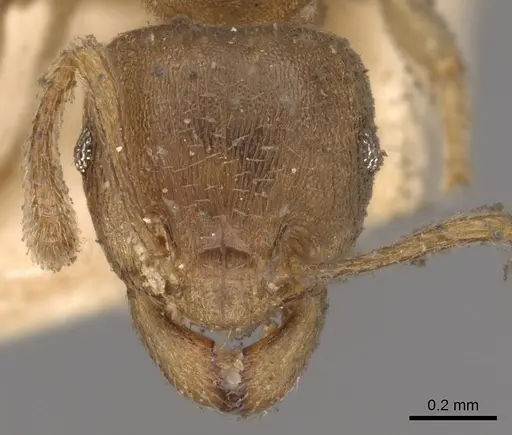 Tetramorium opacum specimen CASENT0901030 image casent0901030_2