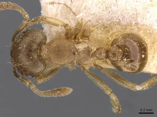 Tetramorium opacum specimen CASENT0909200 image casent0909200_1