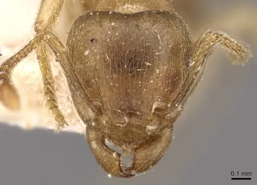Tetramorium opacum specimen CASENT0909200 image casent0909200_2