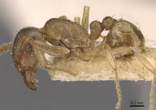 Tetramorium opacum specimen CASENT0909200 image casent0909200_3