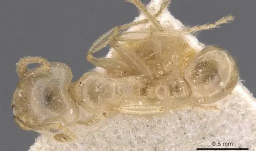 Tetramorium opacum specimen CASENT0913973 image casent0913973_1