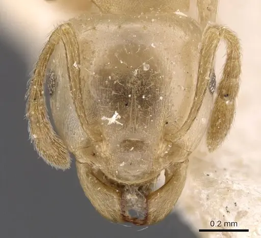 Tetramorium opacum specimen CASENT0913973 image casent0913973_2