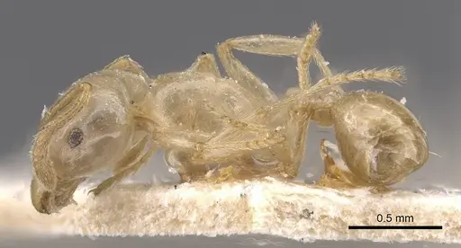 Tetramorium opacum specimen CASENT0913973 image casent0913973_3