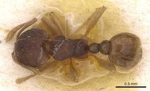 Tetramorium opacum specimen CASENT0914275 image casent0914275_1
