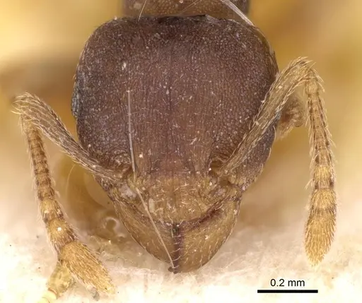 Tetramorium opacum specimen CASENT0914275 image casent0914275_2