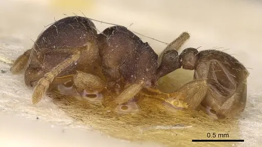 Tetramorium opacum specimen CASENT0914275 image casent0914275_3