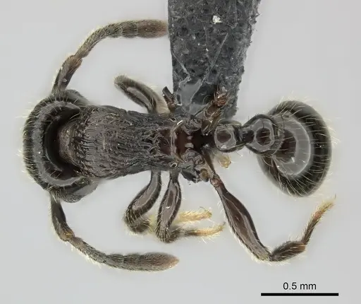 Tetramorium orc specimen CASENT0040573 image casent0040573_1