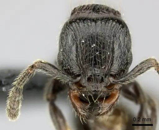 Tetramorium orc specimen CASENT0040573 image casent0040573_2
