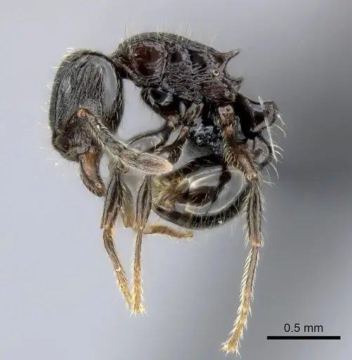Tetramorium orc specimen CASENT0040573 image casent0040573_3