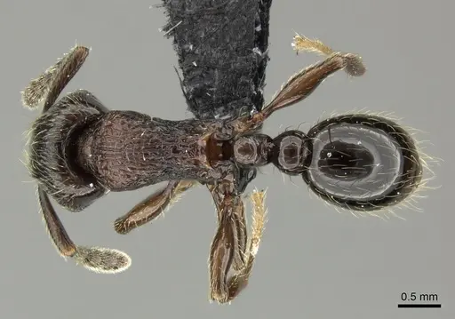 Tetramorium orc specimen CASENT0487093 image casent0487093_1