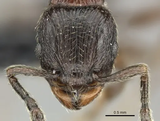 Tetramorium orc specimen CASENT0487093 image casent0487093_2